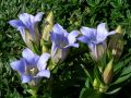 Gentiana scabra 