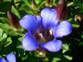 Gentiana scabra 