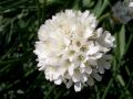 Armeria pseudoarmeria - trávnička