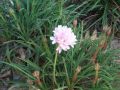 Armeria welwitschii - trávnička