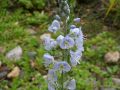 Veronica gentianoides 