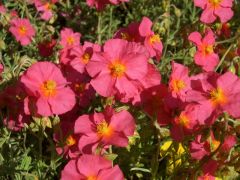 Helianthemum 