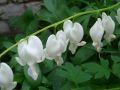 Dicentra spectabilis 