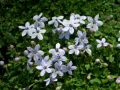 Isotoma fluviatilis - isotoma