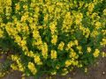 Lysimachia punctata - vrbina