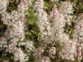 Tiarella laciniata 