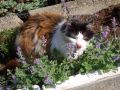Nepeta faassenii 