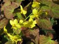 Epimedium perralchicum 