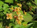 Epimedium × warleyense 