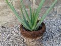 Aloe vera ( syn. Aloe barbadensis Miller ) - aloe léčivá