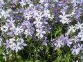 Phlox divaricata 