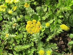 Rhodiola rosea - rozchodnice růžová, zlatý kořen značka pole P3