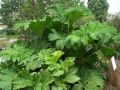 Gunnera manicata - gunera