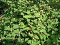 Lippia dulcis - aztécký cukr, lípie sladká