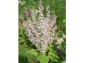 Salvia sclarea - šalvěj muškátová