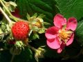 Fragaria hybrida 