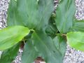 Elettaria cardamomum - amon skořicový, kardamom ( syn. Amomum cinamomum, A. cardamomum )