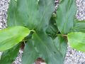 Elettaria cardamomum - amon skořicový, kardamom ( syn. Amomum cinamomum, A. cardamomum )
