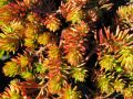 Sedum reflexum 