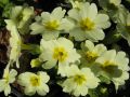 Primula vulgaris - prvosenka, petrklíč