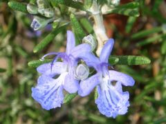 Rosmarinus officinalis 