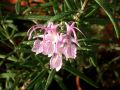 Rosmarinus officinalis 