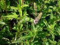 Mentha piperita 