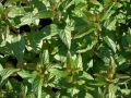 Mentha aquatica - máta vodní