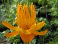 Trollius chinensis 