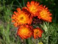 Hieracium aurantiacum - jestřábník oranžový