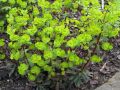 Euphorbia amygdaloides 
