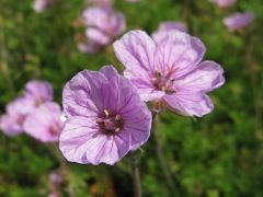 Erodium 