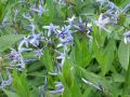 Amsonia tabernaemontana 