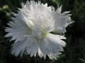 Dianthus plumarius 