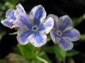 Omphalodes cappadocica 