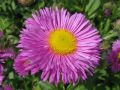 Erigeron 