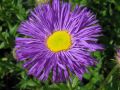 Erigeron 