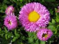 Erigeron 
