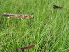 Bouteloua gracilis - moskytovka něžná, moskytí tráva značka zahradnictví