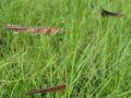 Bouteloua gracilis - moskytovka něžná, moskytí tráva
