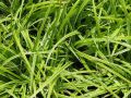 Carex morrowii 