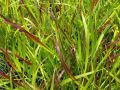 Panicum virgatum 