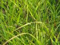 Panicum virgatum 