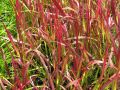 Imperata cylindrica 