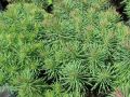 Euphorbia cyparissias 