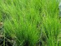 Festuca amethystina - kostřava ametystová