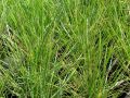 Festuca mairei - kostřava atlasská