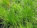 Festuca ovina - kostřava ovčí