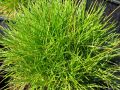 Festuca scoparia (syn. gautierii )  