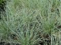 Festuca glauca 
